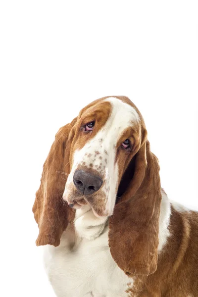 Basset hound — Stockfoto