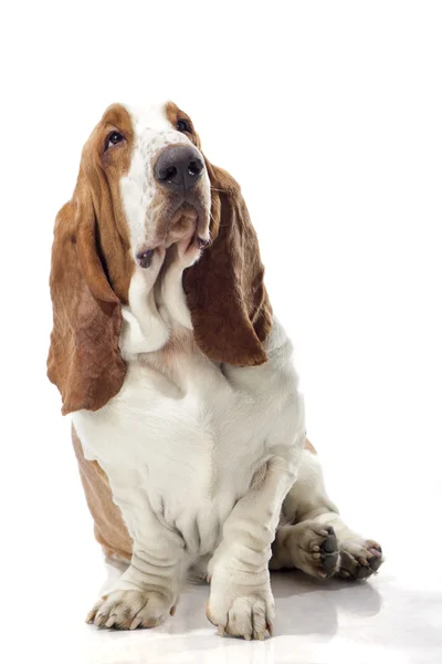 Basset Hound — Stockfoto