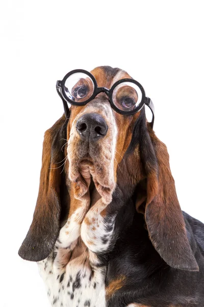 Basset Hound — Stockfoto