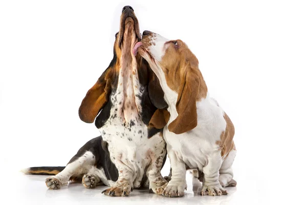 Basset hound — Stockfoto