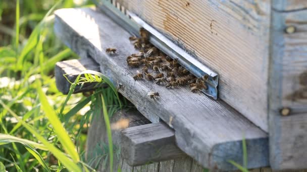 Medonosné včely se rojí a létají kolem svého úlu