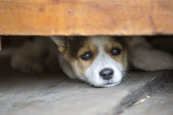 kahverengi üzücü köpek yavrusu zemin üzerinde yatıyordu