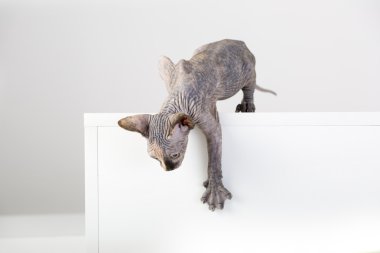 Sphynx yavru kedi doğurmak