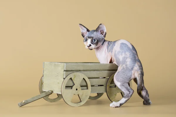 Three hairless kitten sitting in wooden trolley — Stock Photo, Image