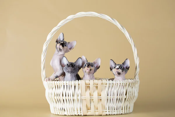 Четыре милых котенка Сфинкса в корзине — стоковое фото