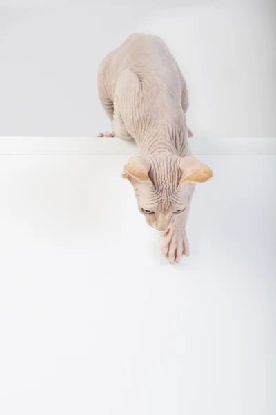 Raza Esfinge gatito — Foto de Stock