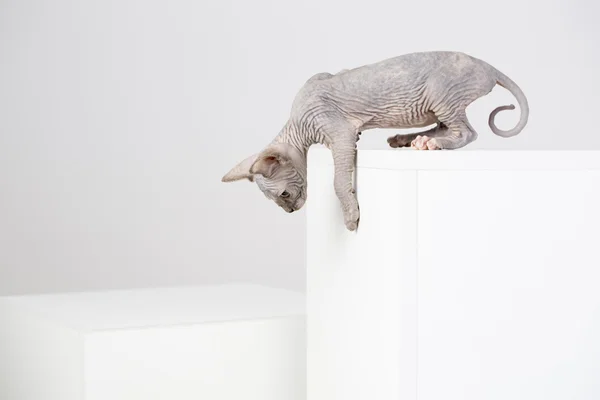 Hodować kociaka Sfinksa — Zdjęcie stockowe