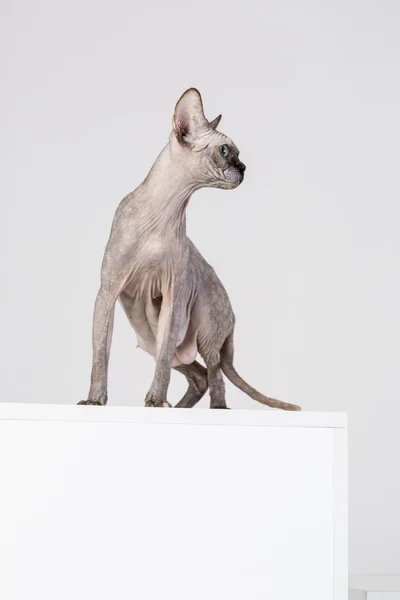 Hodować kociaka Sfinksa — Zdjęcie stockowe