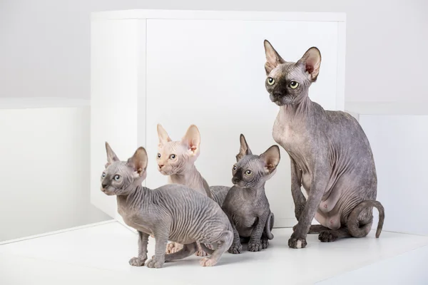 Sphinx cat family — Stock Photo, Image