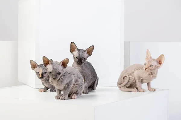 Sphinx katt familj — Stockfoto