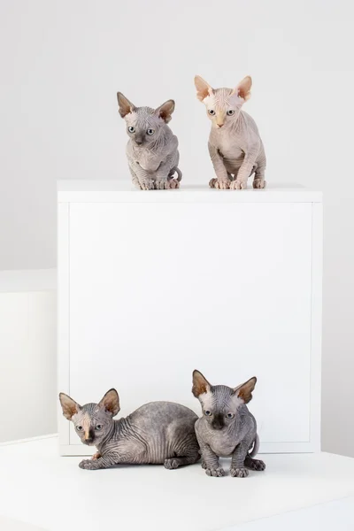 Familia de gatos esfinge — Foto de Stock