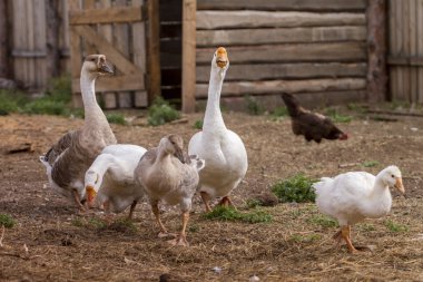 çimenlerin üzerinde bir çiftlik çiftlik hayvanları