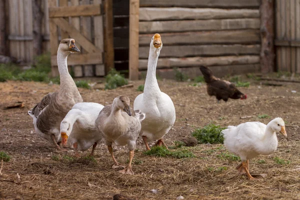 çimenlerin üzerinde bir çiftlik çiftlik hayvanları