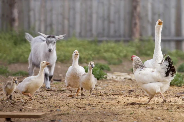 çimenlerin üzerinde bir çiftlik çiftlik hayvanları