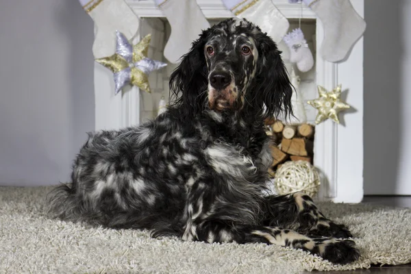 İngiliz seterim Noel iç. Studio dekorasyon