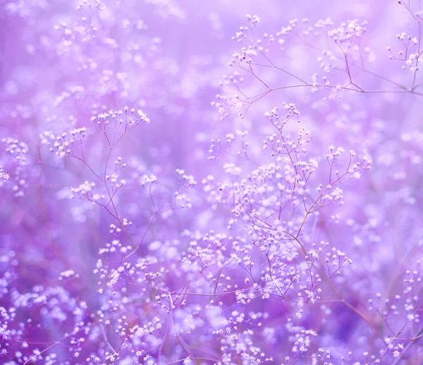 Flowers purple background — Stock Photo, Image