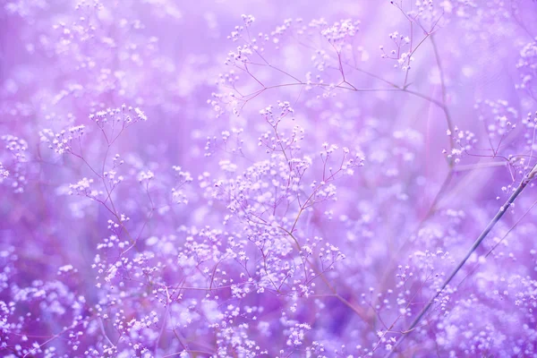 Flowers purple background — Stock Photo, Image