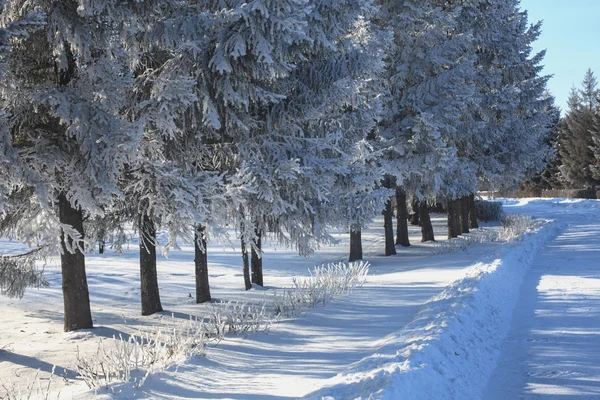 Rami ricoperti di neve — Foto Stock