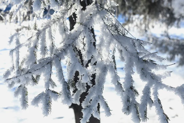 Ramas de árboles cubiertas de nieve —  Fotos de Stock