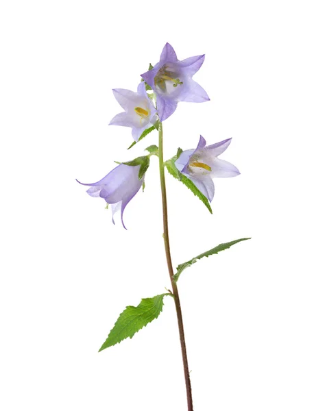 Licht violet Bellflowers geïsoleerd op wit — Stockfoto