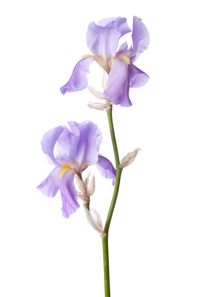 Světle fialová květina izolovaných na bílém. — Stock fotografie