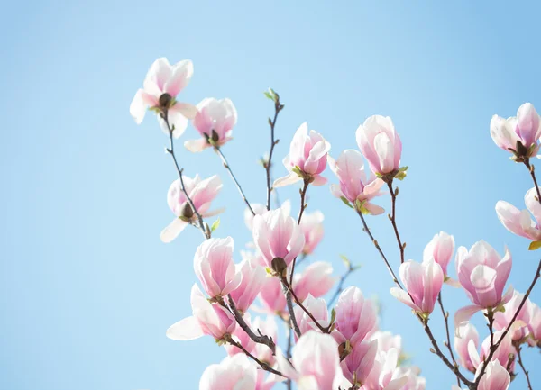 Hermosas flores de magnolia rosa claro . — Foto de Stock