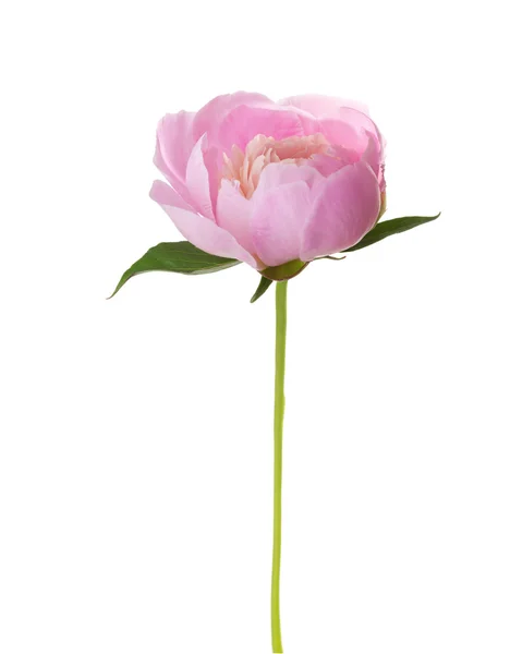 Pink peony  isolated on white. — Stock Photo, Image