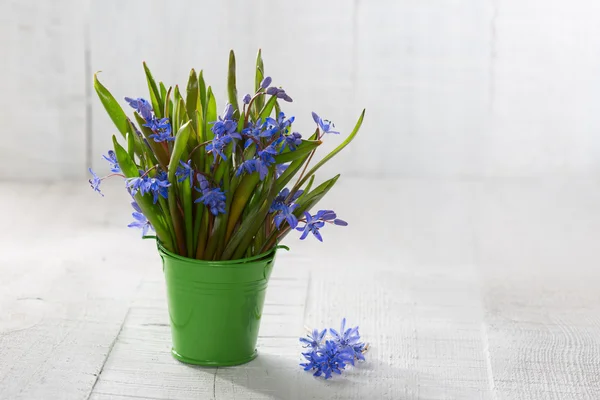 Bouquet of wood squill (Scilla siberica) flowers in  green pail. — Stock Photo, Image
