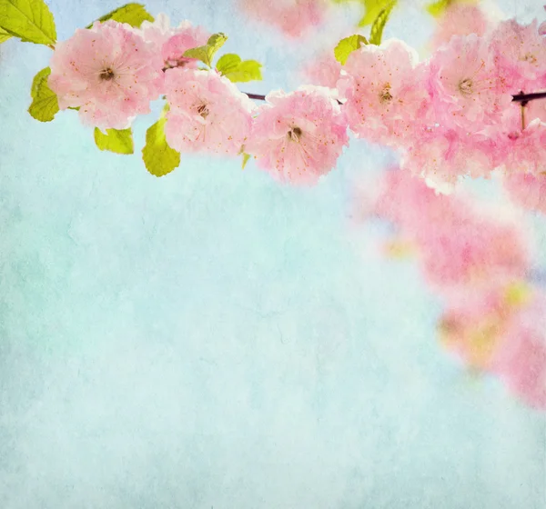 Old paper texture  with beautiful pink flowers. — Stock Photo, Image