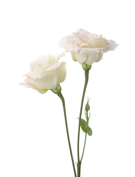 Dos flores de color rosa pálido aisladas en blanco . — Foto de Stock