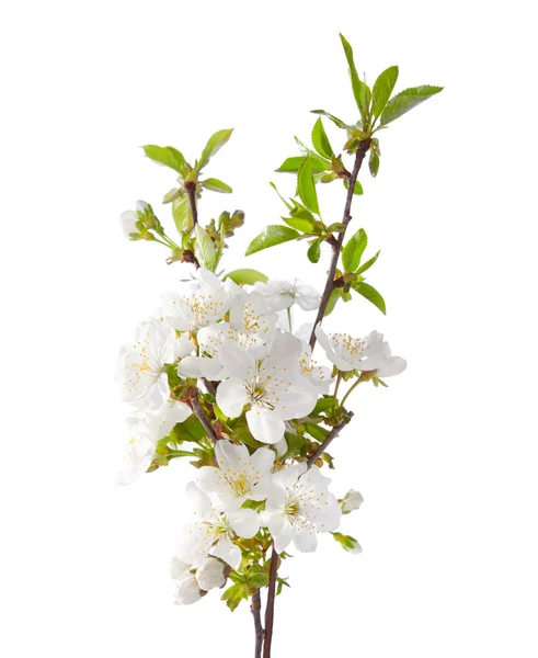 Kirsche in Blüte isoliert auf weiß. — Stockfoto