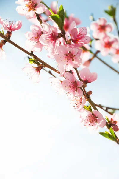 Takken met prachtige roze bloemen (perzik) tegen de blauwe hemel. — Stockfoto