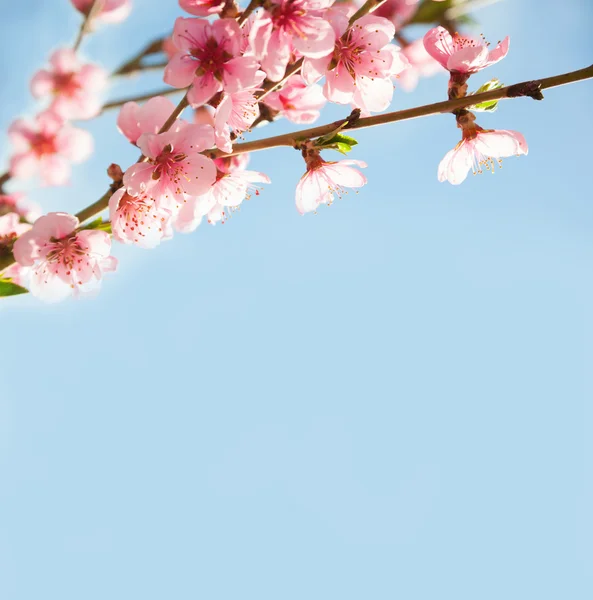 Ramos com belas flores rosa . — Fotografia de Stock