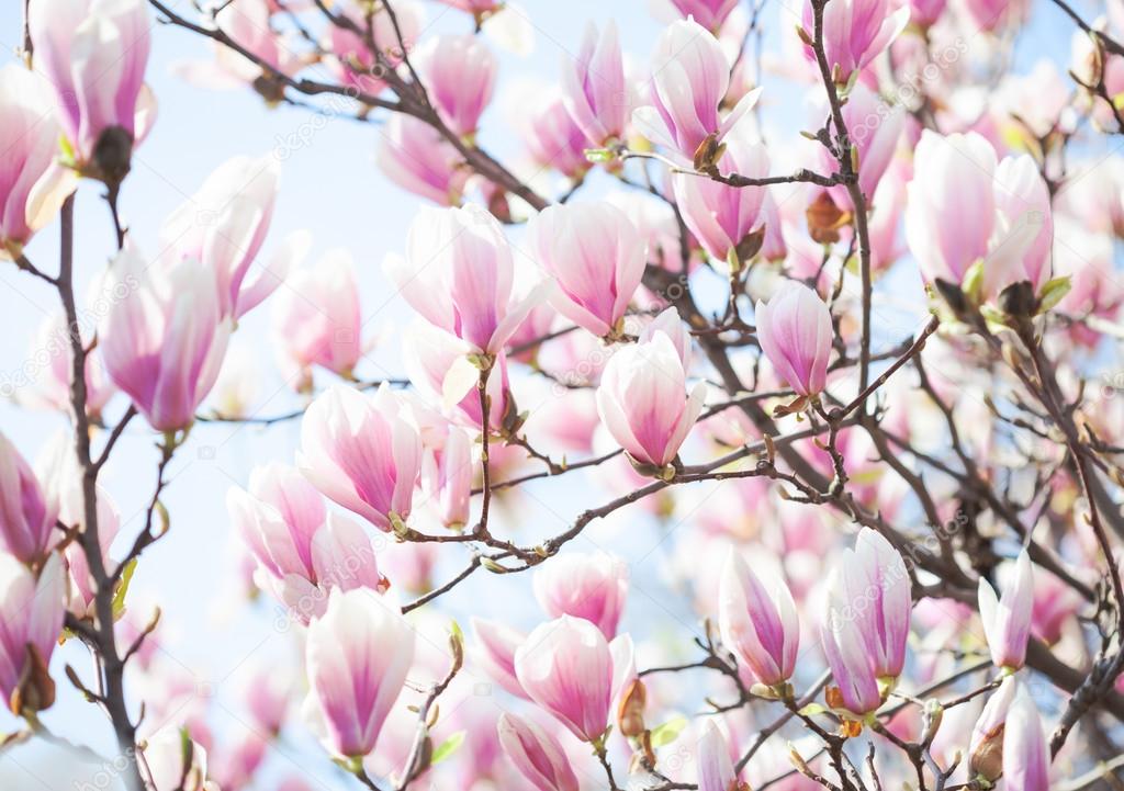 Beautiful light pink magnolia flowers. — Stock Photo © antonel 101444392