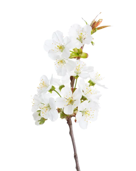 Sweet cherry i blossom isolerad på vit. — Stockfoto