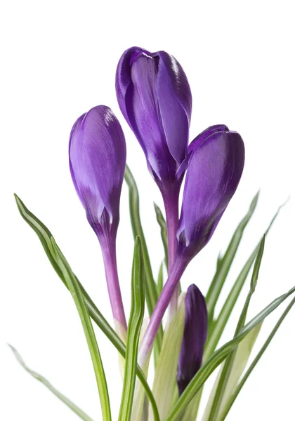 Flores de azafrán aisladas sobre blanco . — Foto de Stock