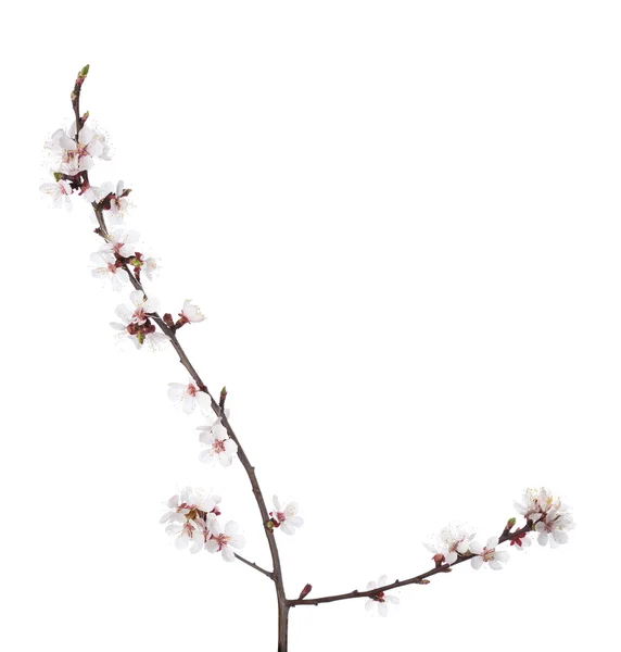 Pobočka v květu izolovaných na bílém. — Stock fotografie
