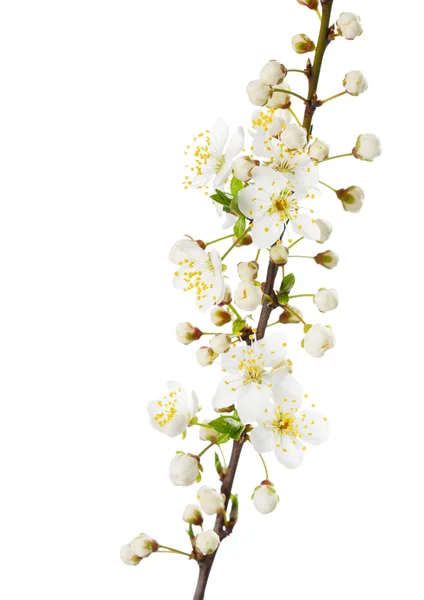 Branch in blossom isolated on white. — Stock Photo, Image