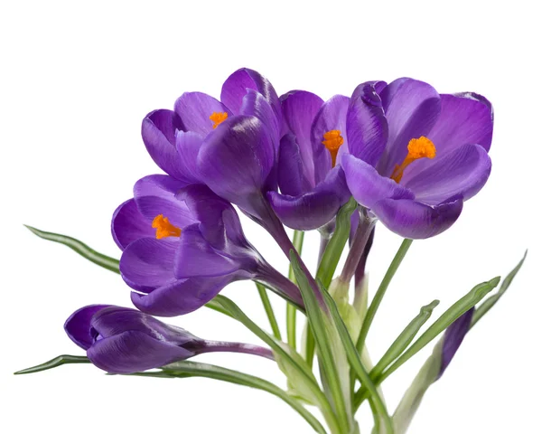 Blommor av Krokus isolerad på vit. — Stockfoto