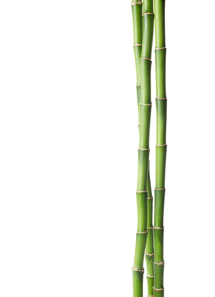 Bambou isolé sur fond blanc. — Photo