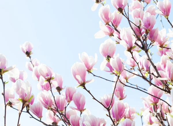 Krásné světle růžové magnólie květiny — Stock fotografie