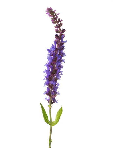 Fiore di salvia del prato — Foto Stock