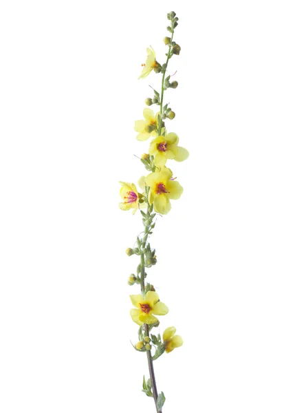 Mullein nero (Verbascum nigrum) isolato su bianco . — Foto Stock