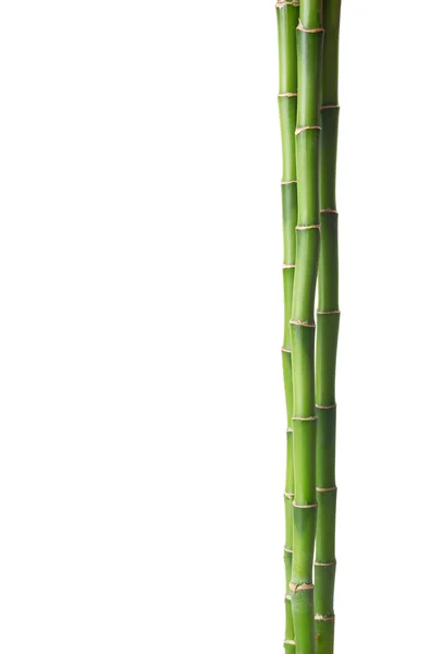 Bamboo isolated on white background. — Stock Photo, Image