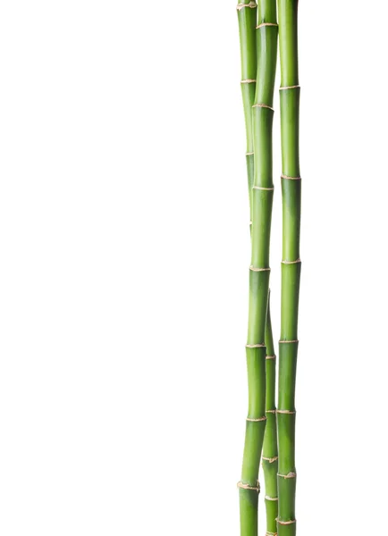 Bamboo isolated on white background. — Stock Photo, Image