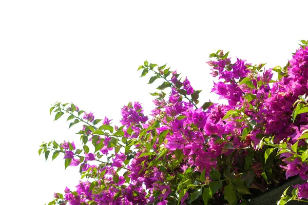 Blühende Bougainvilleen isoliert auf weißem Hintergrund. — Stockfoto