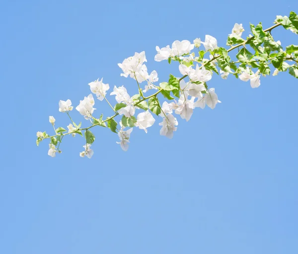 White blooming bougainvilleas against the light  blue sky. — Stock Photo, Image