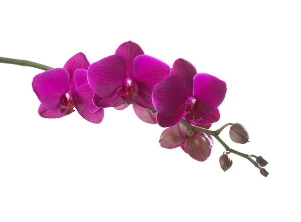 Donker roze orchidee geïsoleerd op wit. — Stockfoto