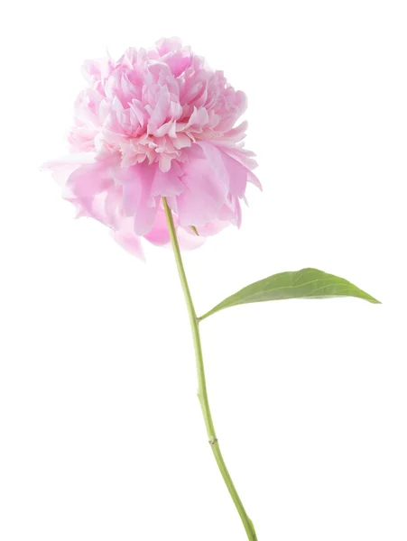 Ελαφρύ ροζ παιωνία απομονωθεί σε λευκό. — Φωτογραφία Αρχείου