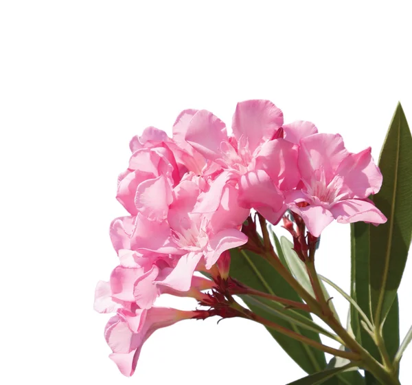 Pink flowers of oleander isolated  on white background. — Stock Photo, Image